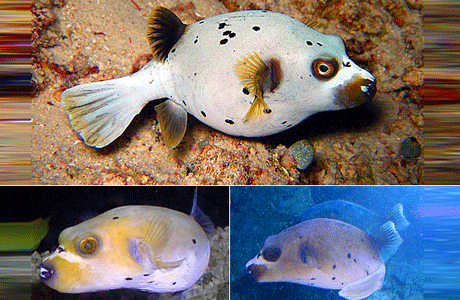 بعض أنواع سمكة البالون