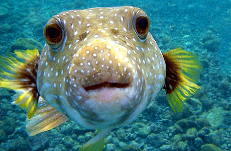 بعض أنواع سمكة البالون 