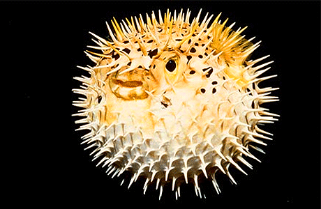 بعض أنواع سمكة البالون 