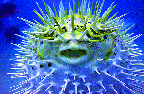 بعض أنواع سمكة البالون 