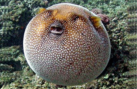 بعض أنواع سمكة البالون 