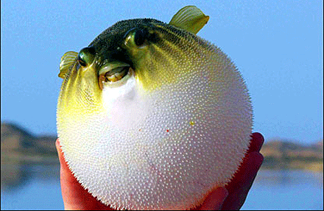 بعض أنواع سمكة البالون 