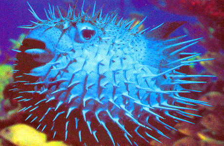 بعض أنواع سمكة البالون 