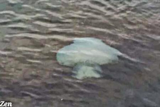 قناديل البحر تغزو الشواطئ السورية في غير موعدها.. والصور من جبلة 