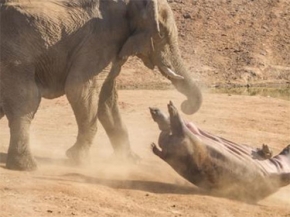 فيل غاضب يفتك بفرسة نهر‎