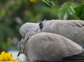 الحيوانات تعرف الحب ايضا