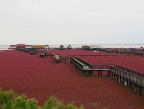 الشاطىء الاحمر فى الصين