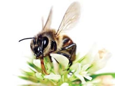 التغيرات المناخية تهدد التلقيح النباتي