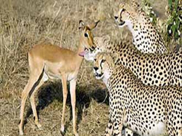 الفهود تلعب مع غزالة بدلاً من أكلها