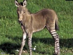 عجائب الطبيعة: أنثى حمار نصفها 