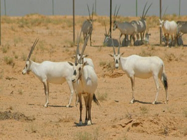 إطلاق 71 غزال في محمية طوال العبا البيئية في الرقة