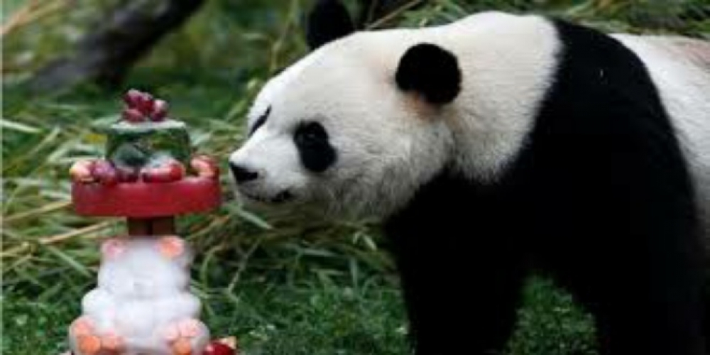 مدريد.. حفل عيد ميلاد لـ