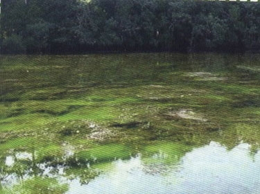 مسئولون: الرواسب الطينية السامة تصل من المجر إلى اوكرانيا في غضون 14 يوما