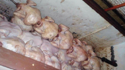 تجار يهرّبون المواد الأولية من تركيا.. 1300 كيلو لحوم فروج فاسدة على طريق الكباس.. ذبح النافق منه وبيعه في الأسواق وللمطاعم!