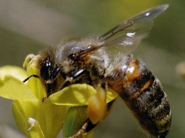 أدمغة النحل الصغيرة تهزم الكومبيوترات