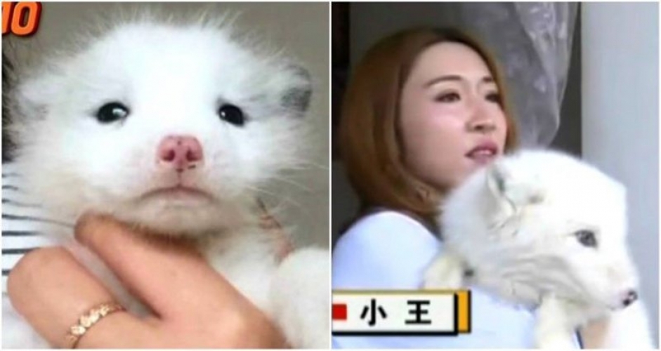 بعد عام اكتشفت أن كلبها ثعلب..!؟