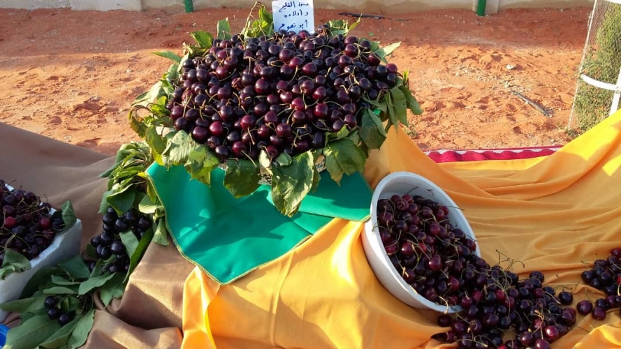 بالصور.. افتتاح مهرجان الكرز الأول في بلدة قارة 