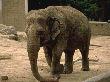 الفيلة أيضاً .. تزور طبيب الأسنان