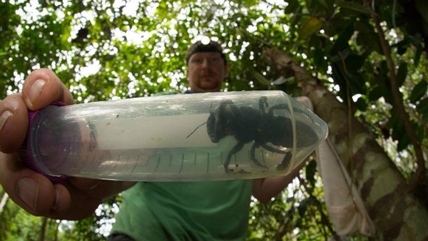 العثور على أضخم نحلة في العالم