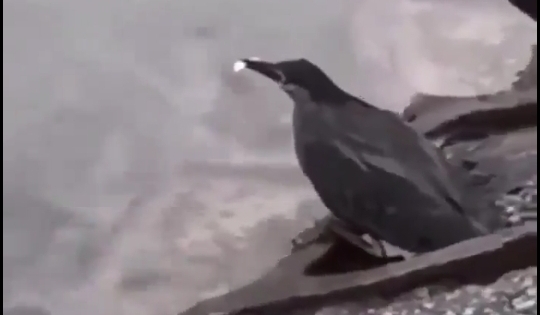 شاهد طير يصطاد السمك على طريقة البشر - فيديو   