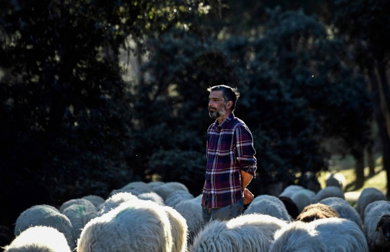 توظيف 500 خروف في حدائق مدريد لتلافي الحرائق بطريقة طبيعية