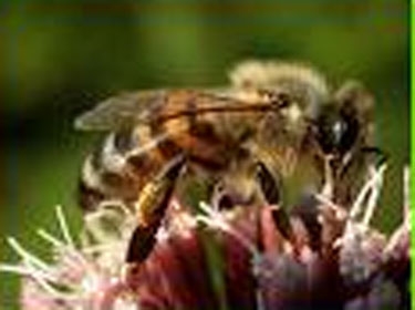  النحل فى الساحل السوري.. محميات بنوك وراثية لتحسين سلالة النحل المحلية