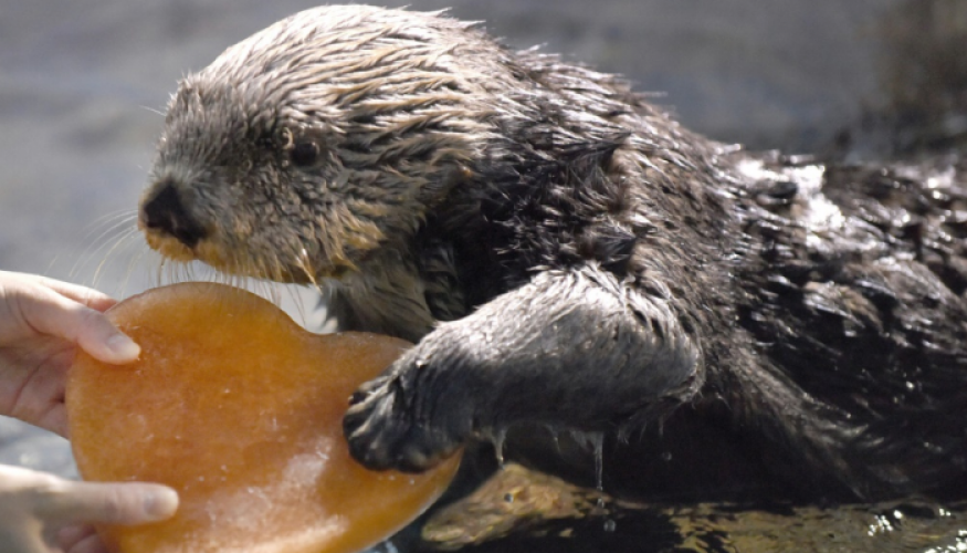 نفوق ثعلب ماء بعد دخوله موسوعة غينيس