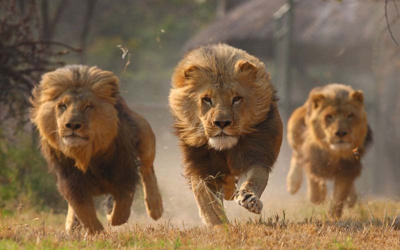 جريمة بشعة بحق الاسود في جنوب افريقيا للمتاجرة بعظامها