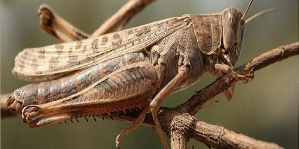 الزراعه تكشف .. هل سيدخل الجراد إلى الأراضي السورية   