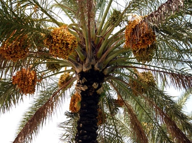 معمرة ليبية: التمر ولبن الماعز.. سر العمر الطويل