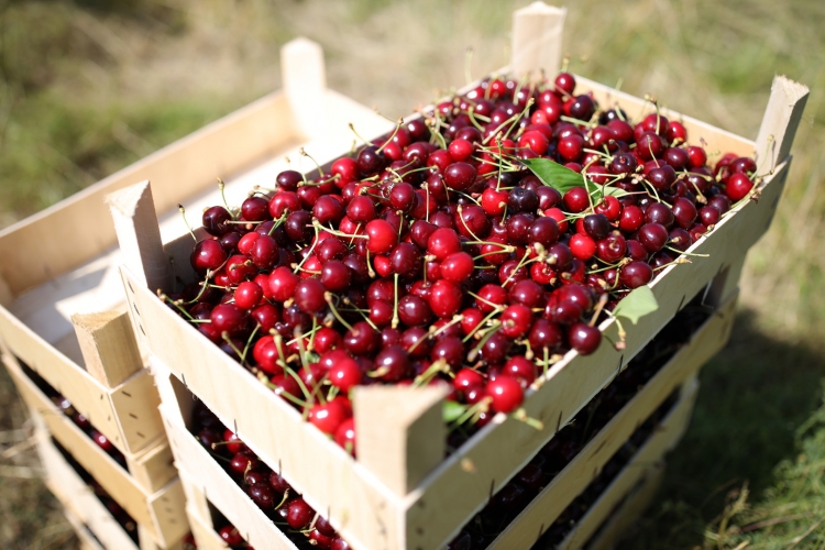 الكرز السوري في طريقه الى روسيا