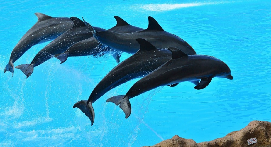 بالفيديو: دلافين تغزو سواحل العراق