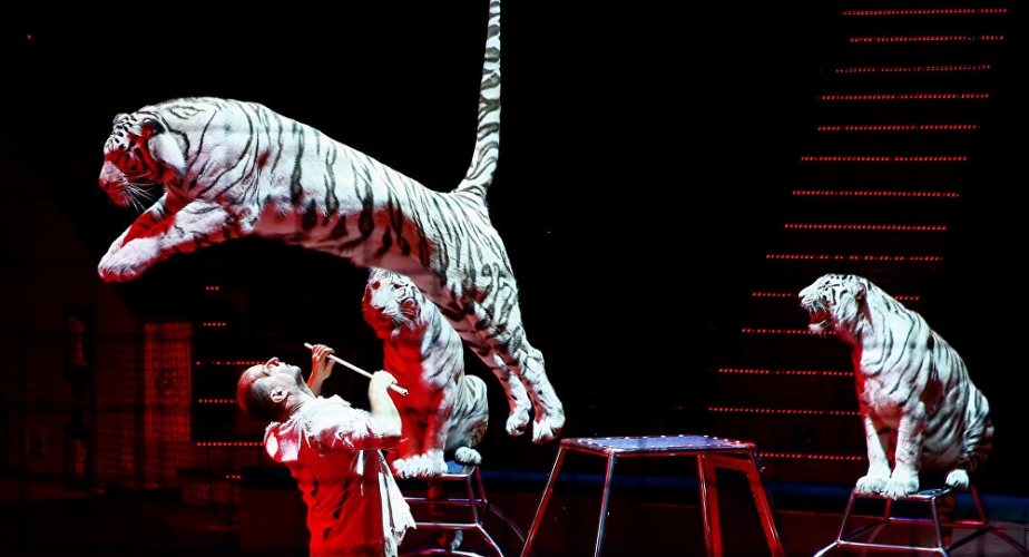 إيطاليا تبحث حظر الحيوانات في السيرك بعد قتل أربعة نمور 