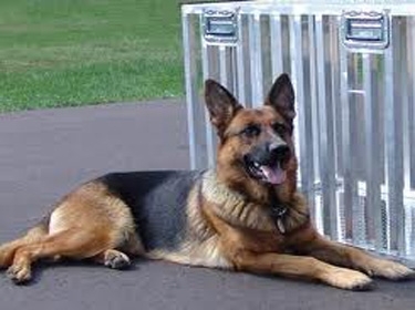 أبوظبي تحظر دخول الكلاب للشواطئ والحدائق ومراكز التسوق