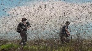 لا جراد صحراوياً في درعا.. والزراعة جاهزة للتدخل عند الحاجة