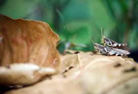 مصر تنفي هجوم للجراد على الحدود وتعلن استعدادها لأي مواجهة