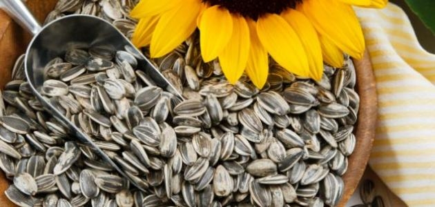 بذور دوار الشمس وفوائدها المتعددة