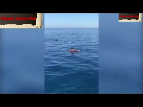 شاهد.. سباح بأعصاب باردة يسبح بجانب سمكة قرش عملاقة