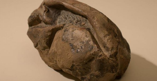 حل لغز أحفورة 