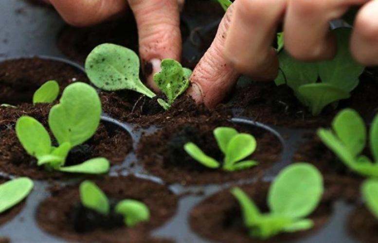 سبق علمي... علماء هولنديون بالتعاون مع ووهان الصينية يحصدون الهيدروجين من حدائق بحجم النانو   