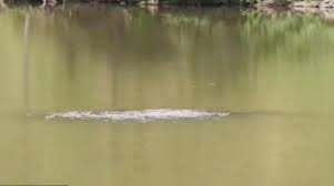 فيديو.. صوتا يشبه 