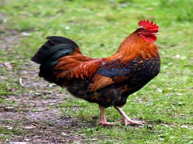 ديك يقتل رجلاً في كاليفورنيا