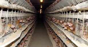 عودة ارتفاع سعر الفروج مجدداً بحجة ارتفاع أسعار الأعلاف!