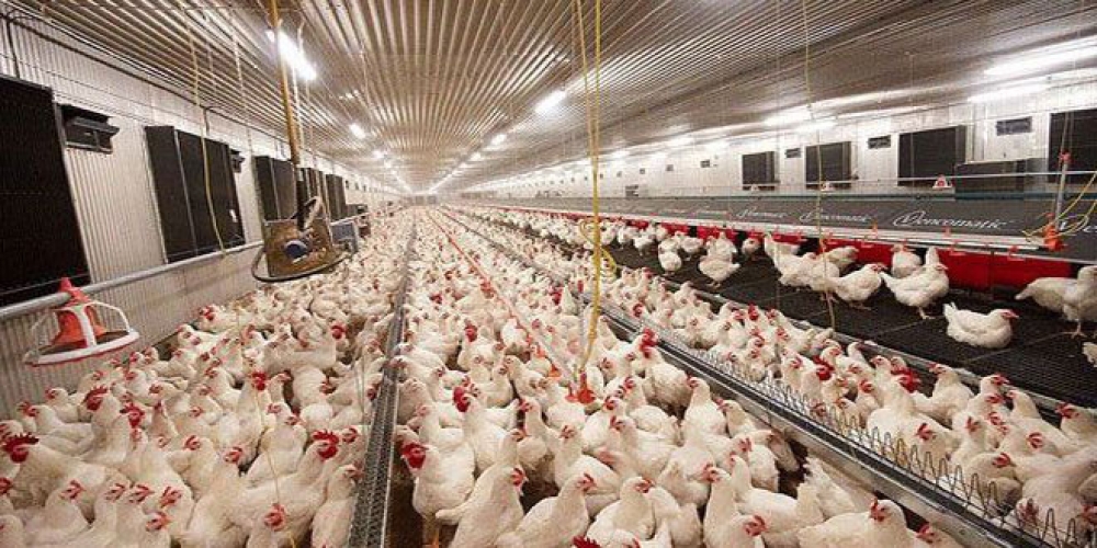 أسعار الفروج ترتفع.. ومدير مؤسسة الدواجن يقترح الحلول!