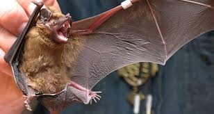 لأول مرة العثور على نسختين من فيروس كورونا و من أصل حيواني تشبهان المتسببة بالوباء