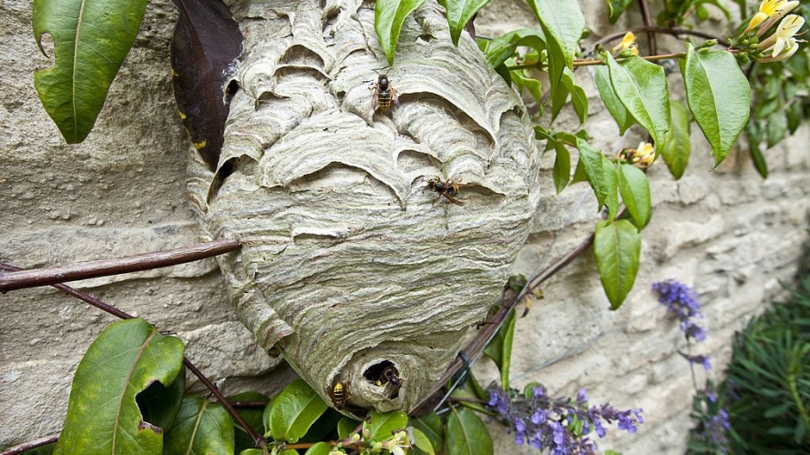 شاهد.. القضاء على عش دبابير بطائرة قاذفة للهب في الصين