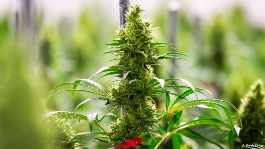 مطعم في أحد مستشفيات تايلاند يقدم أطباقاً متبلة بنبتة القنب..!؟