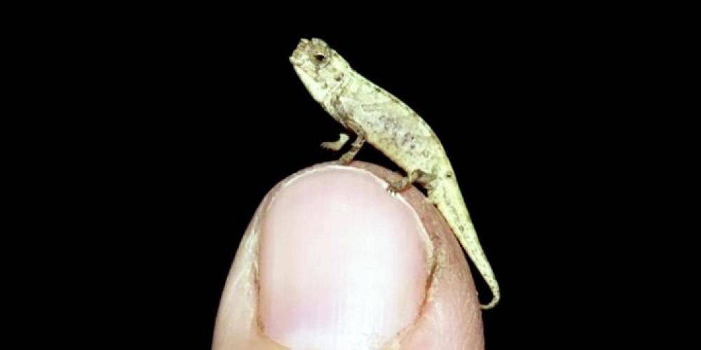 علماء يكتشفون حرباء متناهية الصغر