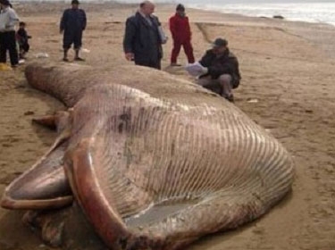 جنوح مقلق للدلافين على الشاطئ السوري