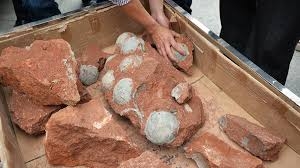 اكتشاف أول ديناصور تجلس على بيضها